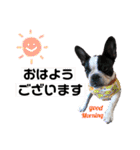 わんわんスタンプ 1（個別スタンプ：2）