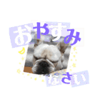 わんわんスタンプ 1（個別スタンプ：5）