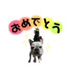 わんわんスタンプ 1（個別スタンプ：23）