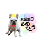 わんわんスタンプ 1（個別スタンプ：24）