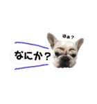 わんわんスタンプ 1（個別スタンプ：35）