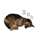 MoneKuroAnnyoMoru（個別スタンプ：35）