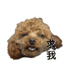 ドッグドラゴン（個別スタンプ：6）