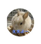 うさぎ関西弁スタンプ（個別スタンプ：2）