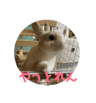 うさぎ関西弁スタンプ（個別スタンプ：3）
