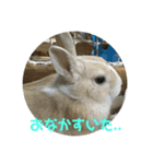 うさぎ関西弁スタンプ（個別スタンプ：6）