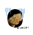 リアルな魚（個別スタンプ：2）