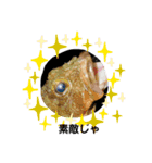 リアルな魚（個別スタンプ：7）