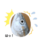 リアルな魚（個別スタンプ：10）