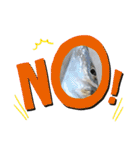 リアルな魚（個別スタンプ：16）