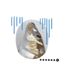 リアルな魚（個別スタンプ：19）