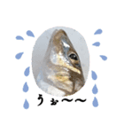 リアルな魚（個別スタンプ：23）