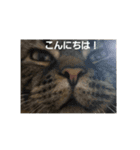 太仁田ブ厚の可愛い仲間たち～その1～（個別スタンプ：14）