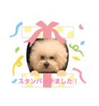 チャチャの可愛いスタンプ（個別スタンプ：6）