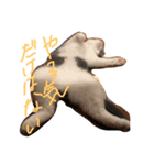ばるにゃんの会 日常会話用①（個別スタンプ：3）
