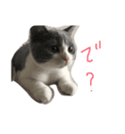 ばるにゃんの会 日常会話用①（個別スタンプ：6）