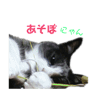 ちっちゃいの達といっしょ♪（個別スタンプ：17）