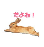 ちっちゃいの達といっしょ♪（個別スタンプ：29）