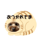 池田ぱんちスタンプ（個別スタンプ：24）