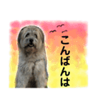 ロロのキモチ（個別スタンプ：3）