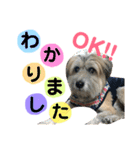 ロロのキモチ（個別スタンプ：9）