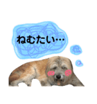 ロロのキモチ（個別スタンプ：15）