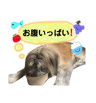 ロロのキモチ（個別スタンプ：23）