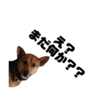 野犬ムク2（個別スタンプ：1）