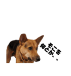 野犬ムク2（個別スタンプ：3）