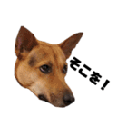 野犬ムク2（個別スタンプ：5）