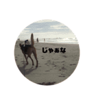 野犬ムク2（個別スタンプ：10）