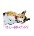 ニャンだ？スタンプ（個別スタンプ：6）