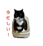 ニャンだ？スタンプ（個別スタンプ：7）