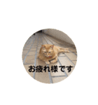 専務3（個別スタンプ：1）