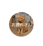 専務3（個別スタンプ：6）