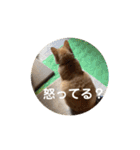 専務3（個別スタンプ：15）