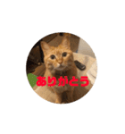 専務3（個別スタンプ：22）