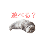 世界に一匹しかいない、天使のアメショー（個別スタンプ：1）