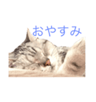 世界に一匹しかいない、天使のアメショー（個別スタンプ：2）