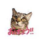 キジトラ猫ソウ＆モウのあいさつスタンプ（個別スタンプ：1）