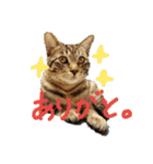 キジトラ猫ソウ＆モウのあいさつスタンプ（個別スタンプ：3）