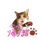 キジトラ猫ソウ＆モウのあいさつスタンプ（個別スタンプ：7）