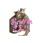 キジトラ猫ソウ＆モウのあいさつスタンプ（個別スタンプ：11）