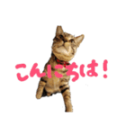 キジトラ猫ソウ＆モウのあいさつスタンプ（個別スタンプ：12）