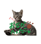 キジトラ猫ソウ＆モウのあいさつスタンプ（個別スタンプ：13）