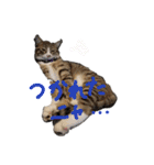 キジトラ猫ソウ＆モウのあいさつスタンプ（個別スタンプ：14）