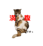 キジトラ猫ソウ＆モウのあいさつスタンプ（個別スタンプ：15）