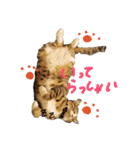 キジトラ猫ソウ＆モウのあいさつスタンプ（個別スタンプ：16）