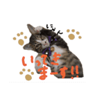 キジトラ猫ソウ＆モウのあいさつスタンプ（個別スタンプ：17）