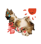 キジトラ猫ソウ＆モウのあいさつスタンプ（個別スタンプ：18）